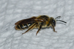 Andrena miserabilis