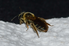Andrena miserabilis