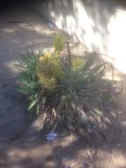 Agave