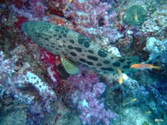 Epinephelus tukula