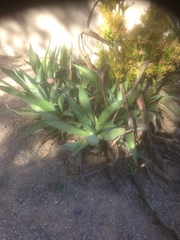Agave