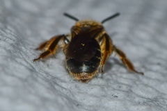 Andrena fenningeri