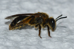 Andrena fenningeri