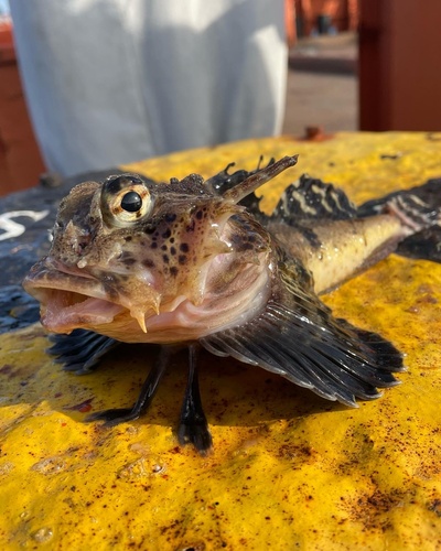 Antlered sculpin (Enophrys diceraus) — Cottidae — 5