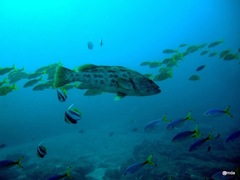 Epinephelus tukula