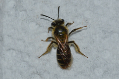 Andrena miserabilis