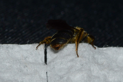 Andrena miserabilis