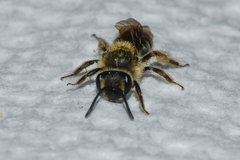Andrena miserabilis