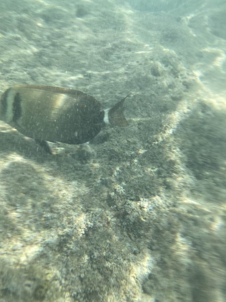 Head-band Surgeonfish