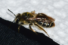 Andrena miserabilis