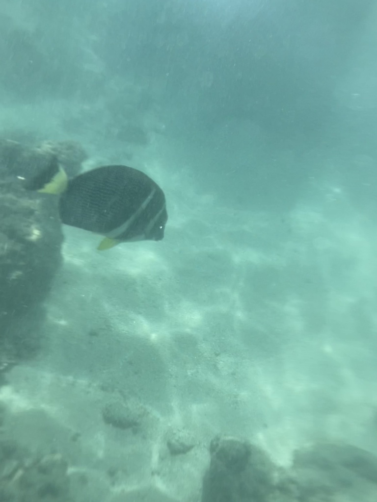 Whitespotted surgeonfish
