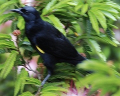 Macroagelaius imthurni