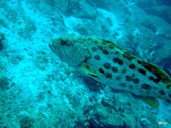 Epinephelus tukula