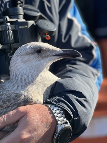 Slaty-backed Gull｜灰背鸥 参考照片