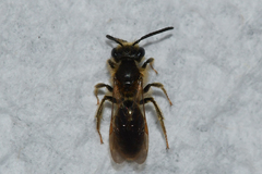 Andrena miserabilis