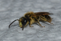 Andrena miserabilis
