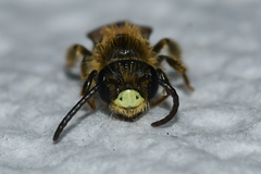 Andrena miserabilis