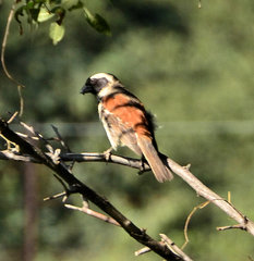Passer melanurus vicinus