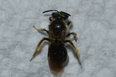 Andrena fenningeri