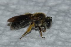 Andrena fenningeri