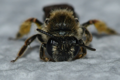 Andrena fenningeri