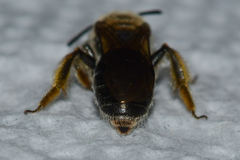 Andrena fenningeri