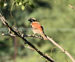Passer melanurus vicinus