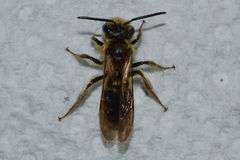Andrena hilaris
