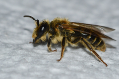 Andrena hilaris