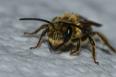 Andrena hilaris