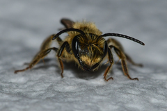 Andrena hilaris