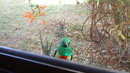 Gorgeous Sunbird (Cinnyris melanogastrus), photo 3