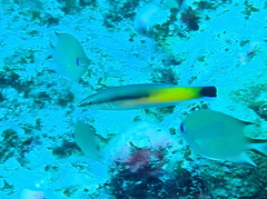 Cleaner Wrasse