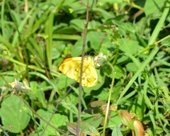 Afrodryas leda
