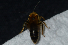 Andrena miserabilis