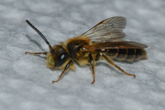 Andrena miserabilis
