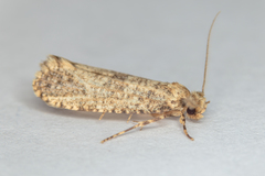 Morophaga choragella