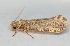 Morophaga choragella