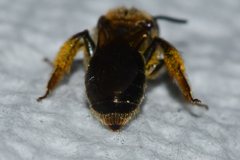 Andrena fenningeri
