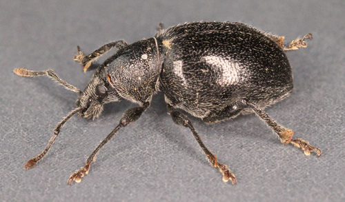 Black Marram Weevil