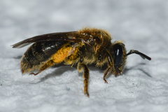 Andrena fenningeri