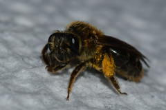 Andrena fenningeri