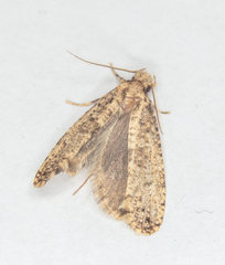 Morophaga choragella