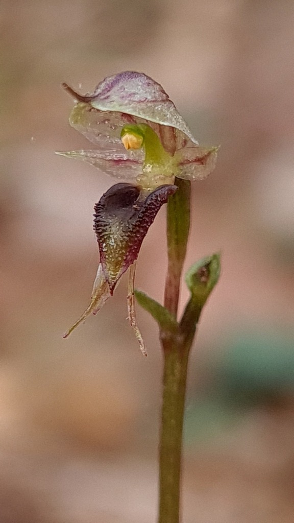 Pixie Caps