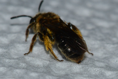 Andrena fenningeri