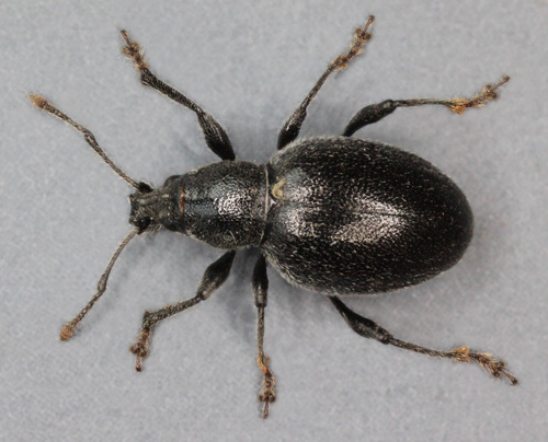 Black Marram Weevil