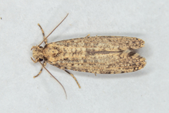 Morophaga choragella