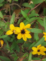 Zinnia maritima