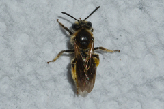 Andrena fenningeri