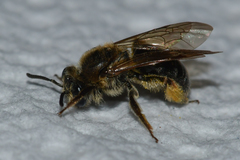 Andrena fenningeri